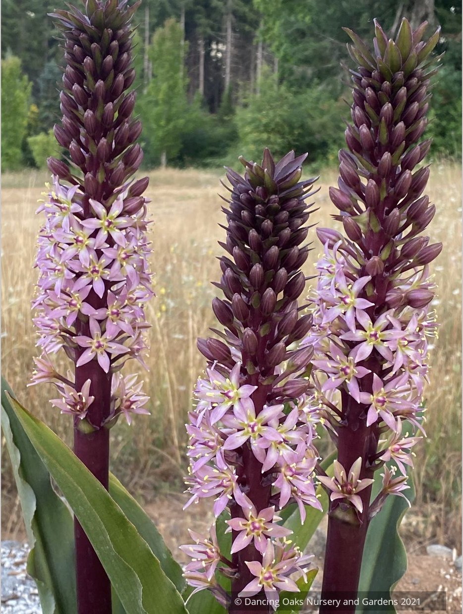 Bulbs & Tubers ~ Eucomis comosa 'Coco', Pineapple Lily ~ Dancing Oaks Nursery and Gardens ~ Retail Nursery ~ Mail Order Nursery