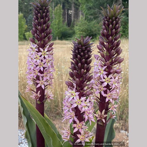 pineapple lavender plant Eucomis comosa 'Coco', Pineapple Lily – Dancing Oaks Nursery and Gardens