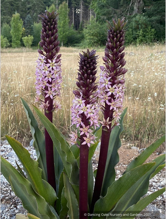Bulbs & Tubers ~ Eucomis comosa 'Coco', Pineapple Lily ~ Dancing Oaks Nursery and Gardens ~ Retail Nursery ~ Mail Order Nursery
