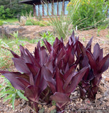 Bulbs & Tubers ~ Eucomis comosa 'Coco', Pineapple Lily ~ Dancing Oaks Nursery and Gardens ~ Retail Nursery ~ Mail Order Nursery