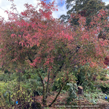 Shrubs ~ Euonymus alatus f. apterus, Spindle Tree ~ Dancing Oaks Nursery and Gardens ~ Retail Nursery ~ Mail Order Nursery