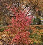 Shrubs ~ Euonymus europaeus 'Aldenhamensis', Spindle Tree ~ Dancing Oaks Nursery and Gardens ~ Retail Nursery ~ Mail Order Nursery