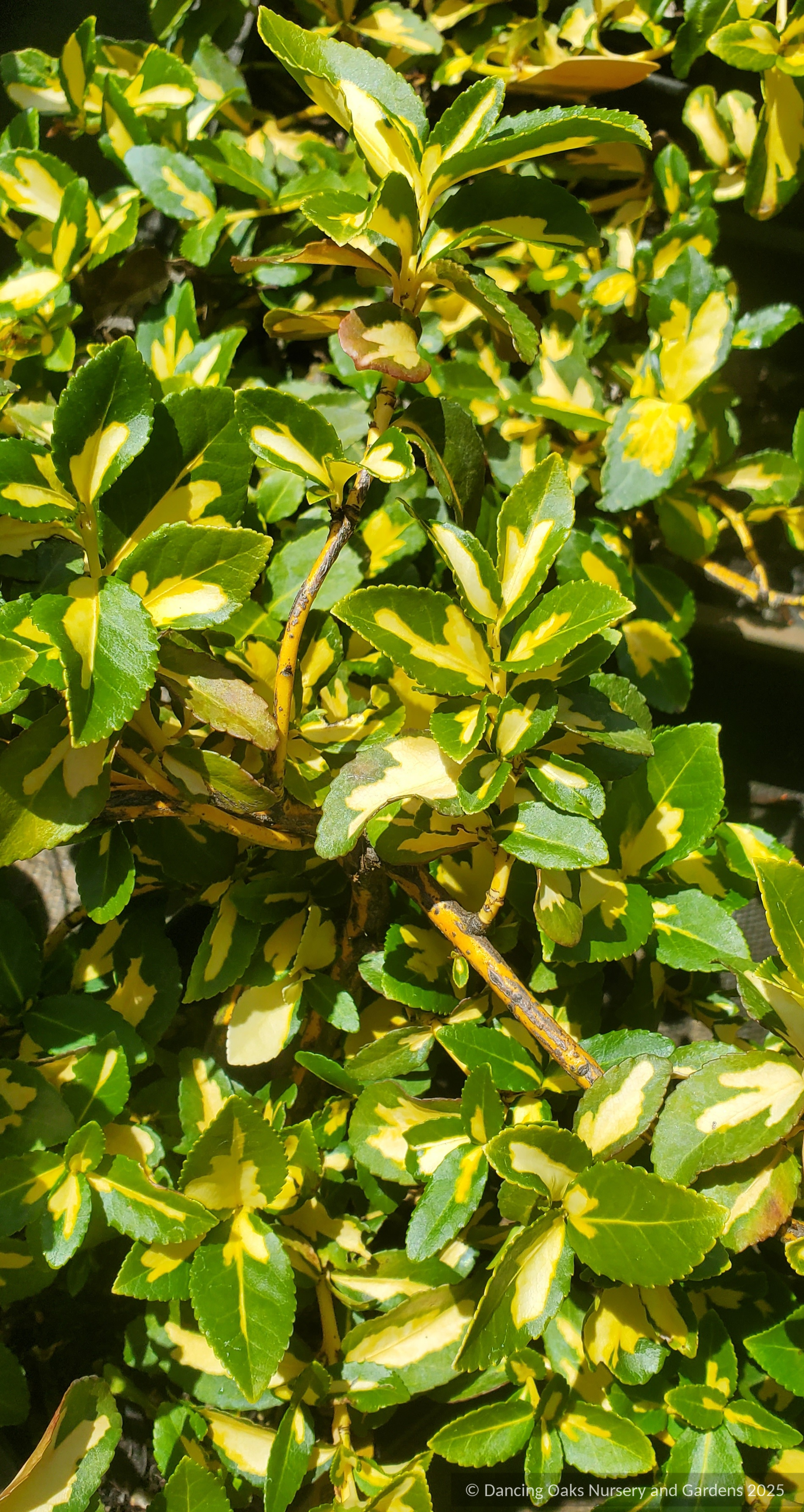 Shrubs ~ Euonymus fortunei 'Moonshadow', Box Leaf Euonymus ~ Dancing Oaks Nursery and Gardens ~ Retail Nursery ~ Mail Order Nursery