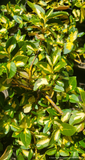 Shrubs ~ Euonymus fortunei 'Moonshadow', Box Leaf Euonymus ~ Dancing Oaks Nursery and Gardens ~ Retail Nursery ~ Mail Order Nursery