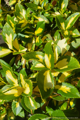 Shrubs ~ Euonymus fortunei 'Moonshadow', Box Leaf Euonymus ~ Dancing Oaks Nursery and Gardens ~ Retail Nursery ~ Mail Order Nursery