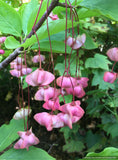 Euonymus latifolius DHTU, Spindle Tree
