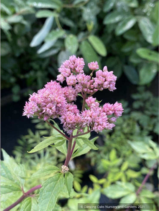 Eupatorium cannabinum 'Flore Pleno', Double-flowered Hemp Agrimony