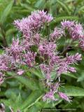 Perennials ~ Eupatorium dubium 'Baby Joe', Joe Pye Weed ~ Dancing Oaks Nursery and Gardens ~ Retail Nursery ~ Mail Order Nursery