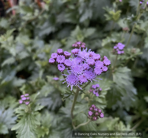 Perennials ~ Eupatorium greggii, Gregg's Mist Flower ~ Dancing Oaks Nursery and Gardens ~ Retail Nursery ~ Mail Order Nursery