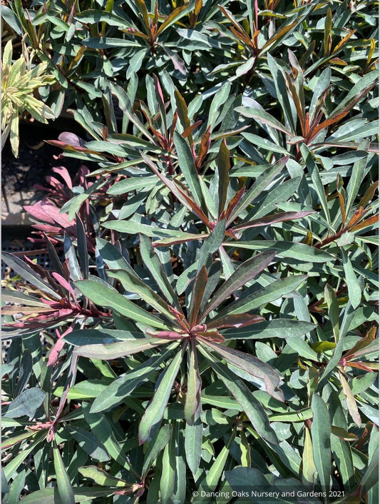 Euphorbia 'Miner's Merlot' ['KM-MM024'] PP32,321