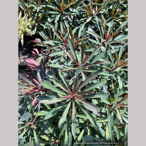Euphorbia 'Miner's Merlot' ['KM-MM024'] PP32,321