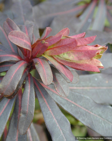 Perennials ~ Euphorbia amygdaloides 'Rubra' (syn. 'Purpurea'), Woodland Spurge Success  ~ Dancing Oaks Nursery and Gardens ~ Retail Nursery ~ Mail Order Nursery