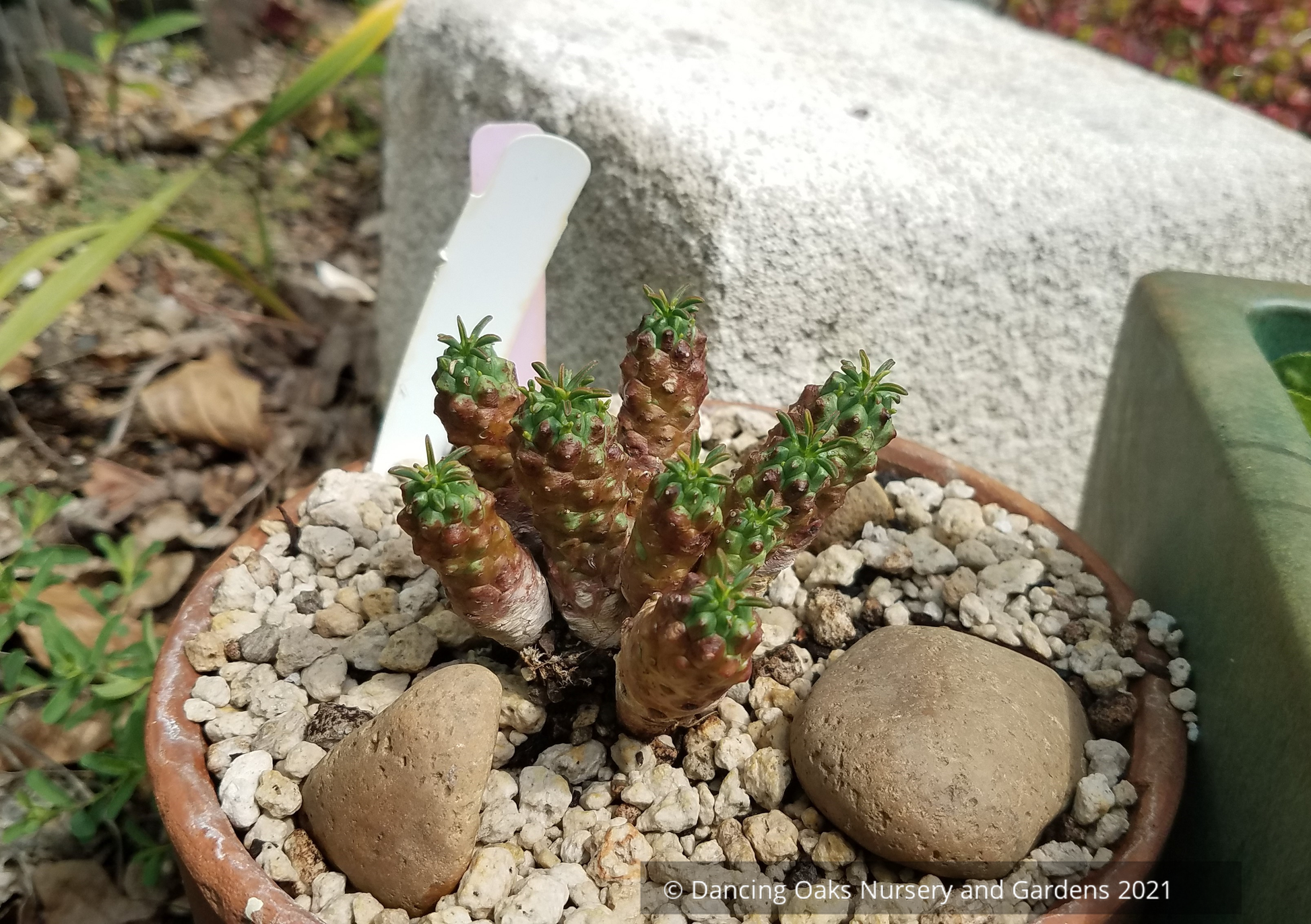 Perennials ~ Euphorbia clavarioides, Lion's Spore ~ Dancing Oaks Nursery and Gardens ~ Retail Nursery ~ Mail Order Nursery