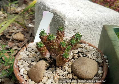 Perennials ~ Euphorbia clavarioides, Lion's Spore ~ Dancing Oaks Nursery and Gardens ~ Retail Nursery ~ Mail Order Nursery