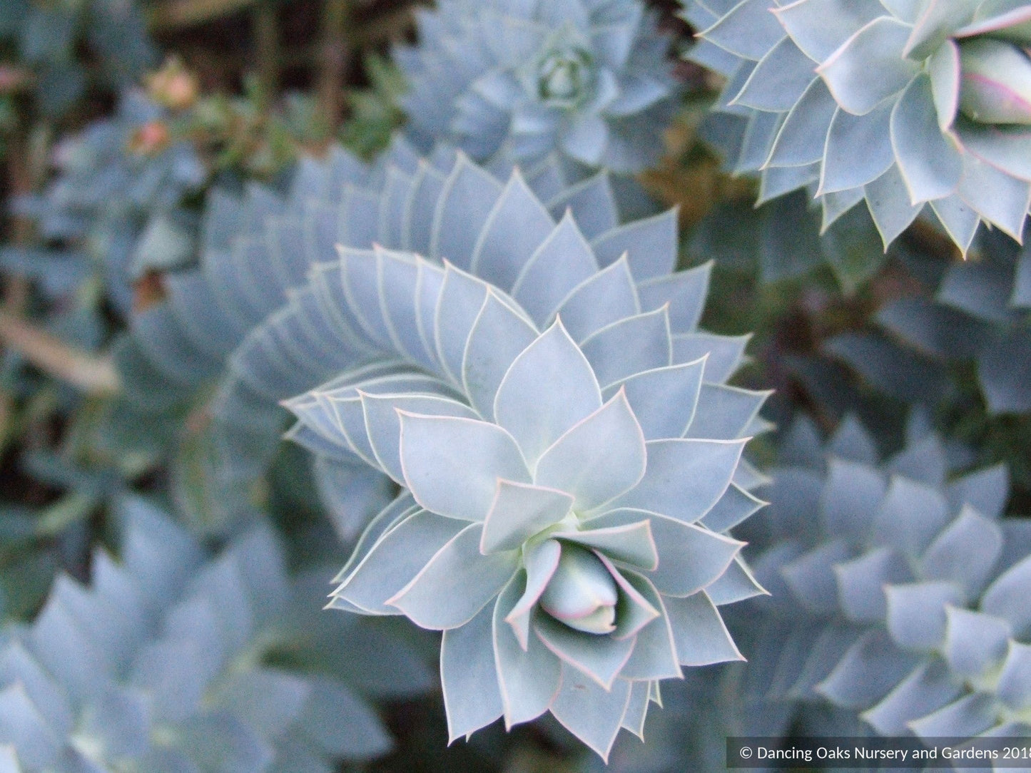 Perennials ~ Euphorbia rigida, Spurge ~ Dancing Oaks Nursery and Gardens ~ Retail Nursery ~ Mail Order Nursery
