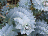 Perennials ~ Euphorbia rigida, Spurge ~ Dancing Oaks Nursery and Gardens ~ Retail Nursery ~ Mail Order Nursery
