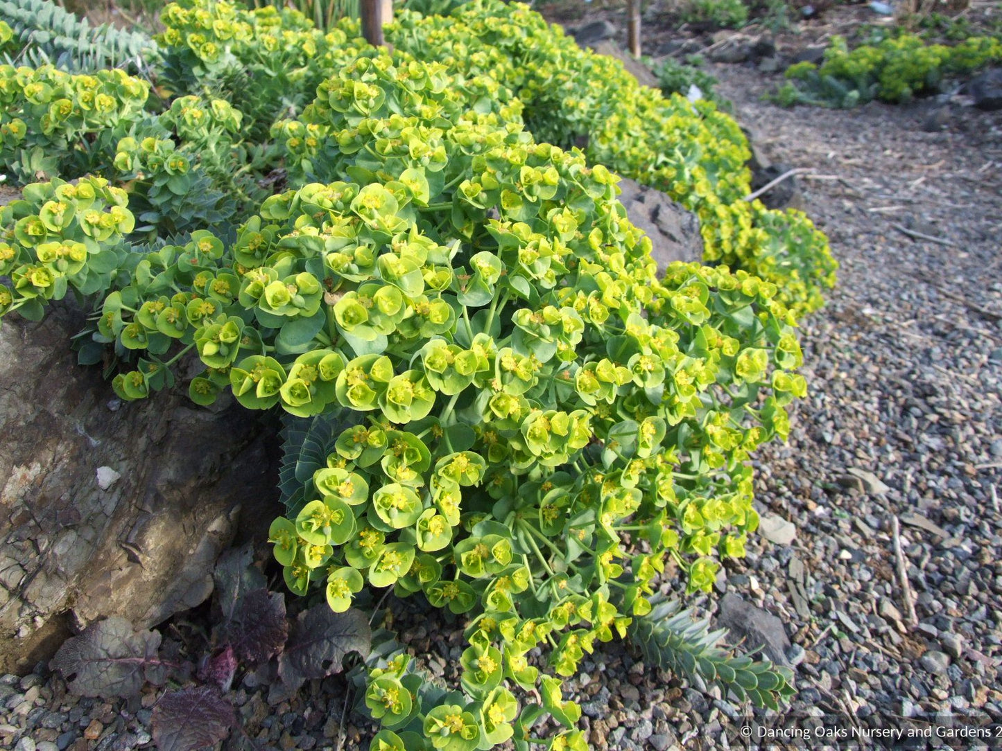Perennials ~ Euphorbia rigida, Spurge ~ Dancing Oaks Nursery and Gardens ~ Retail Nursery ~ Mail Order Nursery