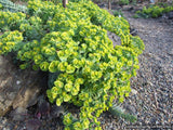 Perennials ~ Euphorbia rigida, Spurge ~ Dancing Oaks Nursery and Gardens ~ Retail Nursery ~ Mail Order Nursery