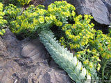 Perennials ~ Euphorbia rigida, Spurge ~ Dancing Oaks Nursery and Gardens ~ Retail Nursery ~ Mail Order Nursery