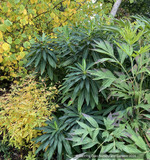 Perennials ~ Euphorbia stygiana, Spurge ~ Dancing Oaks Nursery and Gardens ~ Retail Nursery ~ Mail Order Nursery