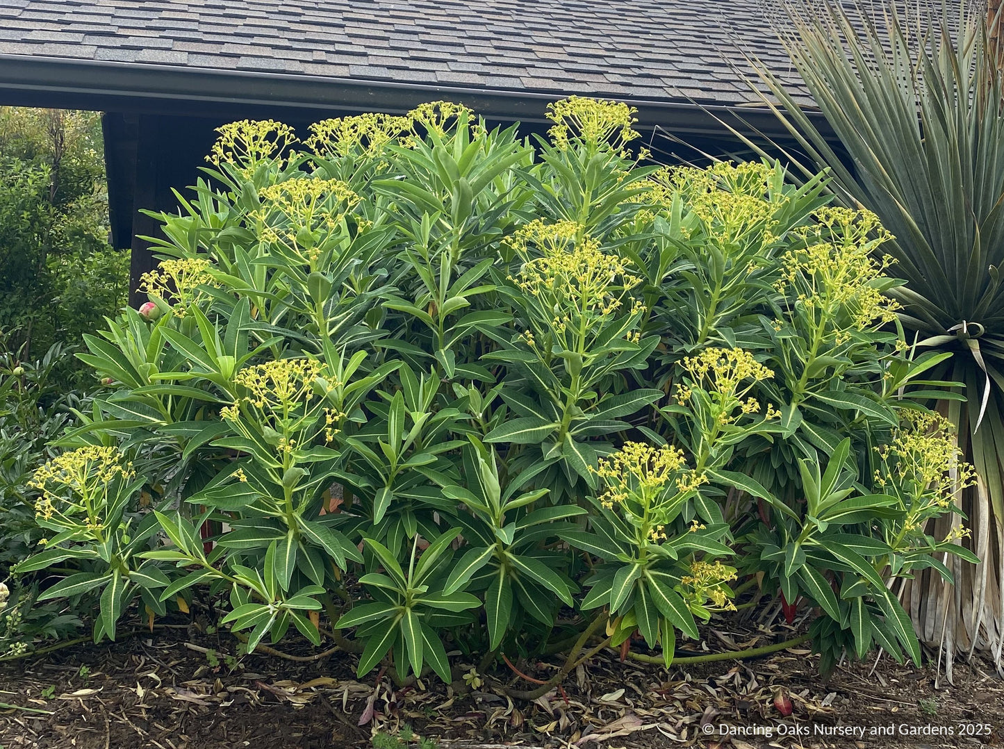 Euphorbia stygiana, Spurge