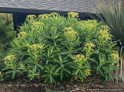 Euphorbia stygiana, Spurge
