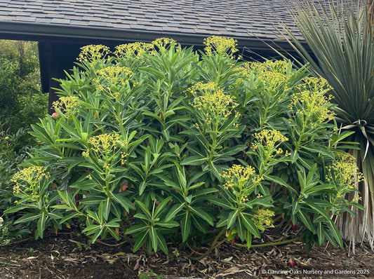 Euphorbia stygiana, Spurge