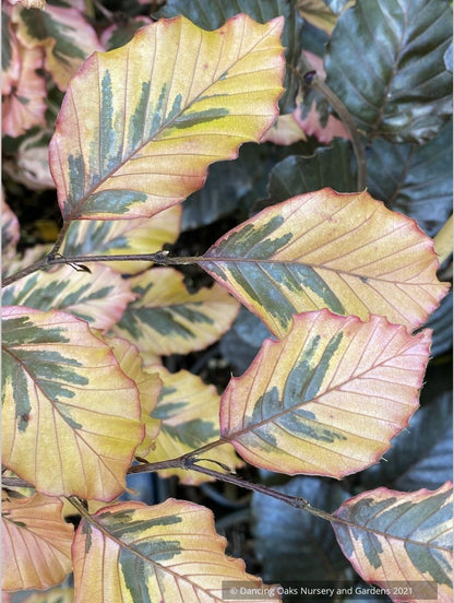 Fagus sylvatica 'Purpurea Tricolor' (syn. 'Roseomarginata'), European Beech
