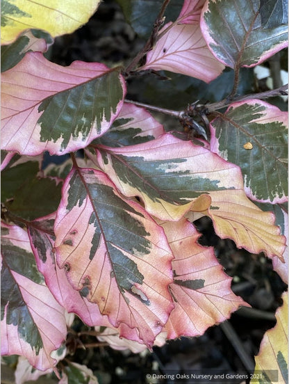 Fagus sylvatica 'Purpurea Tricolor' (syn. 'Roseomarginata'), European Beech