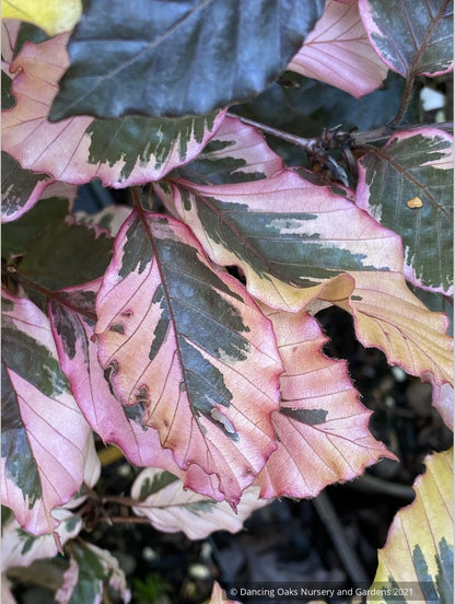 Fagus sylvatica 'Purpurea Tricolor' (syn. 'Roseomarginata'), European Beech