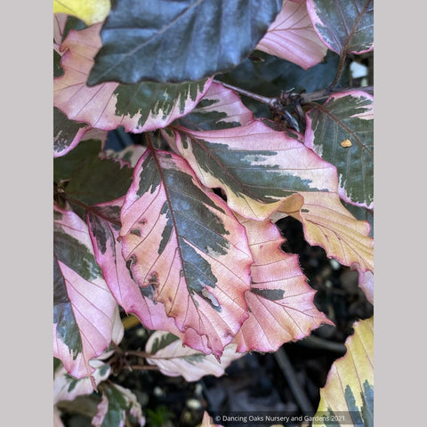 Fagus sylvatica 'Purpurea Tricolor' (syn. 'Roseomarginata'), European Beech
