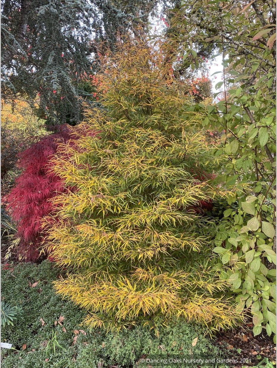 Trees ~ Fagus sylvatica 'Mercedes'~ Dancing Oaks Nursery and Gardens ~ Retail Nursery ~ Mail Order Nursery