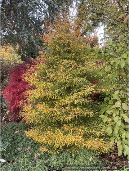 Trees ~ Fagus sylvatica 'Mercedes'~ Dancing Oaks Nursery and Gardens ~ Retail Nursery ~ Mail Order Nursery