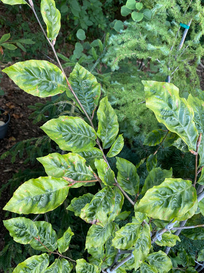 Trees ~ Fagus sylvatica 'Bicolor Sartini', Variegated European Beech ~ Dancing Oaks Nursery and Gardens ~ Retail Nursery ~ Mail Order Nursery
