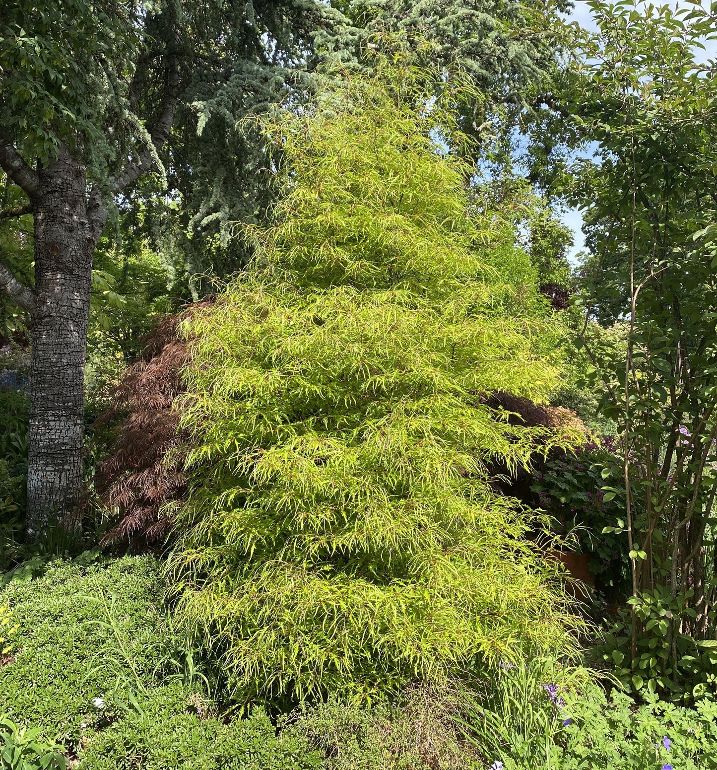 Trees ~ Fagus sylvatica 'Mercedes'~ Dancing Oaks Nursery and Gardens ~ Retail Nursery ~ Mail Order Nursery