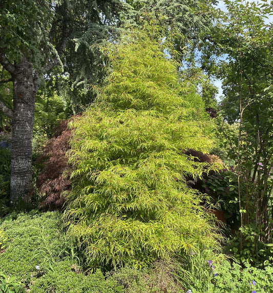 Trees ~ Fagus sylvatica 'Mercedes'~ Dancing Oaks Nursery and Gardens ~ Retail Nursery ~ Mail Order Nursery