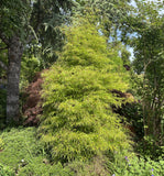 Trees ~ Fagus sylvatica 'Mercedes'~ Dancing Oaks Nursery and Gardens ~ Retail Nursery ~ Mail Order Nursery