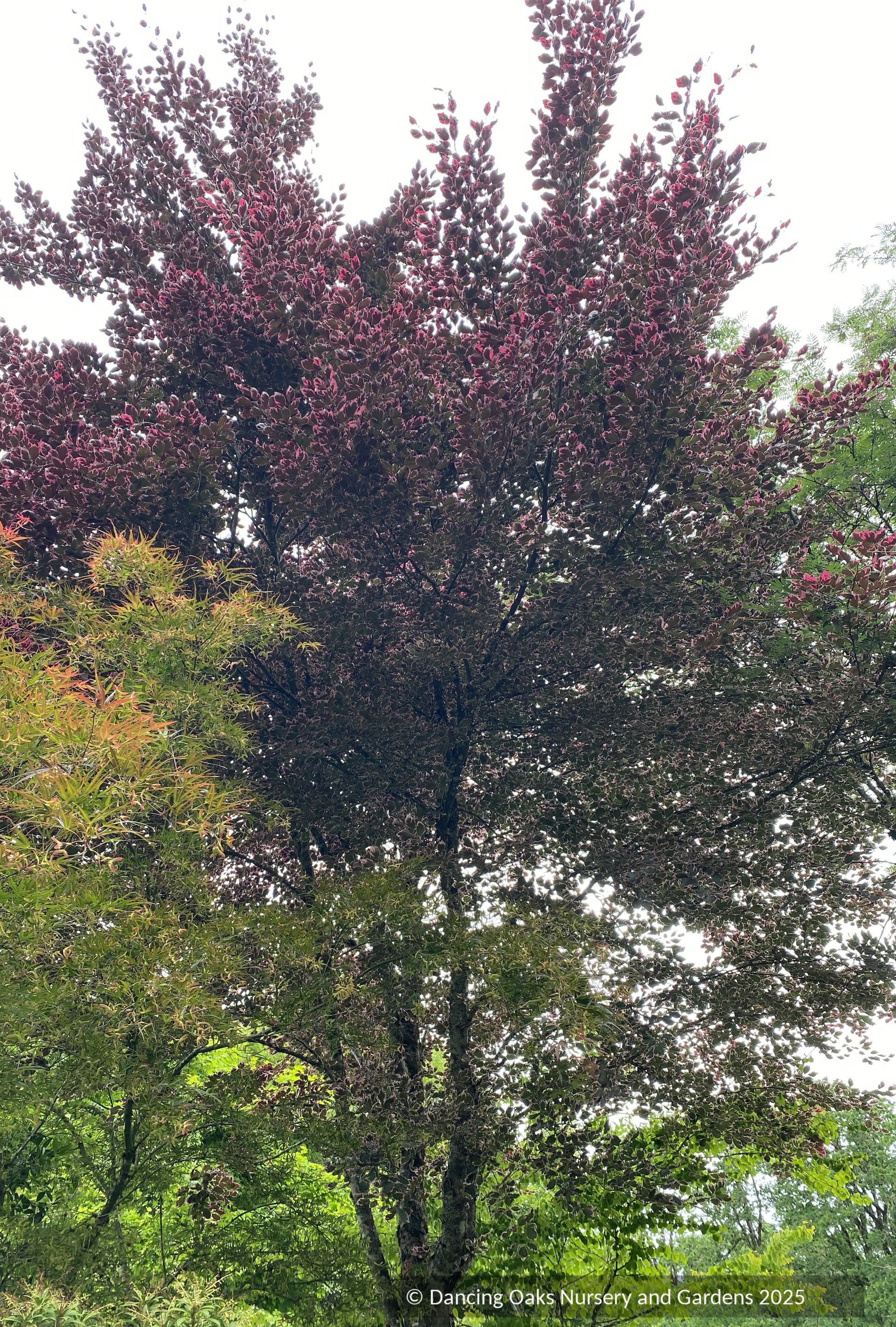 Trees ~ Fagus sylvatica 'Purpurea Tricolor' (syn. 'Roseomarginata' European Beech ~ Dancing Oaks Nursery and Gardens ~ Retail Nursery ~ Mail Order Nursery