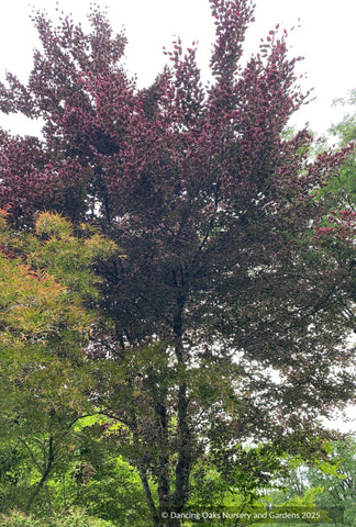Fagus sylvatica 'Purpurea Tricolor' (syn. 'Roseomarginata'), European –  Dancing Oaks Nursery and Gardens