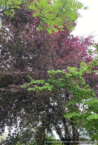 Fagus sylvatica 'Purpurea Tricolor' (syn. 'Roseomarginata'), European –  Dancing Oaks Nursery and Gardens