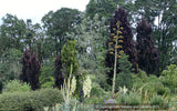Trees ~ Fagus sylvatica 'Red Obelisk', European Beech ~ Dancing Oaks Nursery and Gardens ~ Retail Nursery ~ Mail Order Nursery