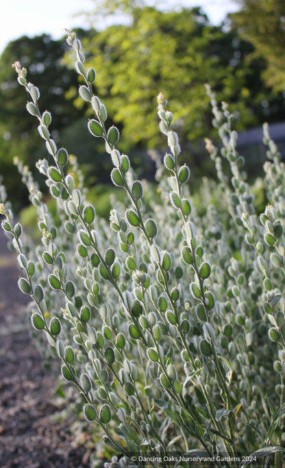 Biennials ~ Fibigia eriocarpa ~ Dancing Oaks Nursery and Gardens ~ Retail Nursery ~ Mail Order Nursery