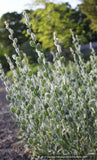 Biennials ~ Fibigia eriocarpa ~ Dancing Oaks Nursery and Gardens ~ Retail Nursery ~ Mail Order Nursery