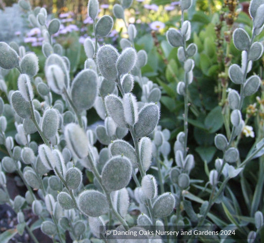 Biennials ~ Fibigia eriocarpa ~ Dancing Oaks Nursery and Gardens ~ Retail Nursery ~ Mail Order Nursery