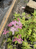 Filipendula glaberrima (Syn. F. yezoensis), Korean or Japanese Meadowsweet