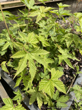 Filipendula glaberrima (Syn. F. yezoensis), Korean or Japanese Meadowsweet