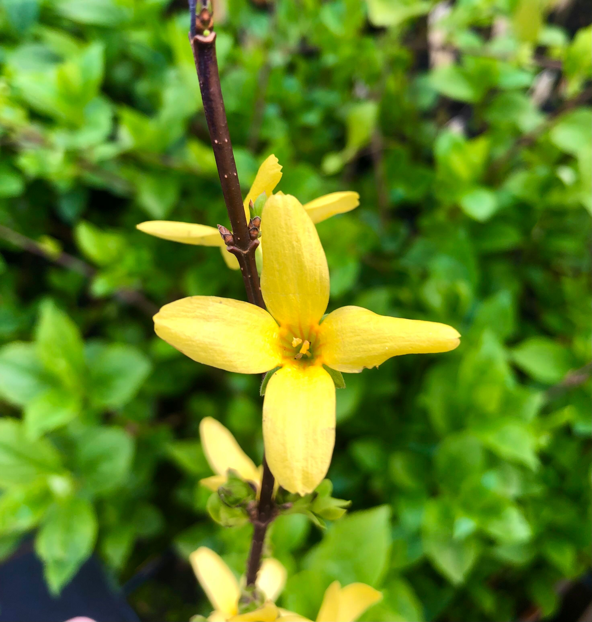 Shrubs ~ Forsythia koreana 'Kumson' ~ Dancing Oaks Nursery and Gardens ~ Retail Nursery ~ Mail Order Nursery
