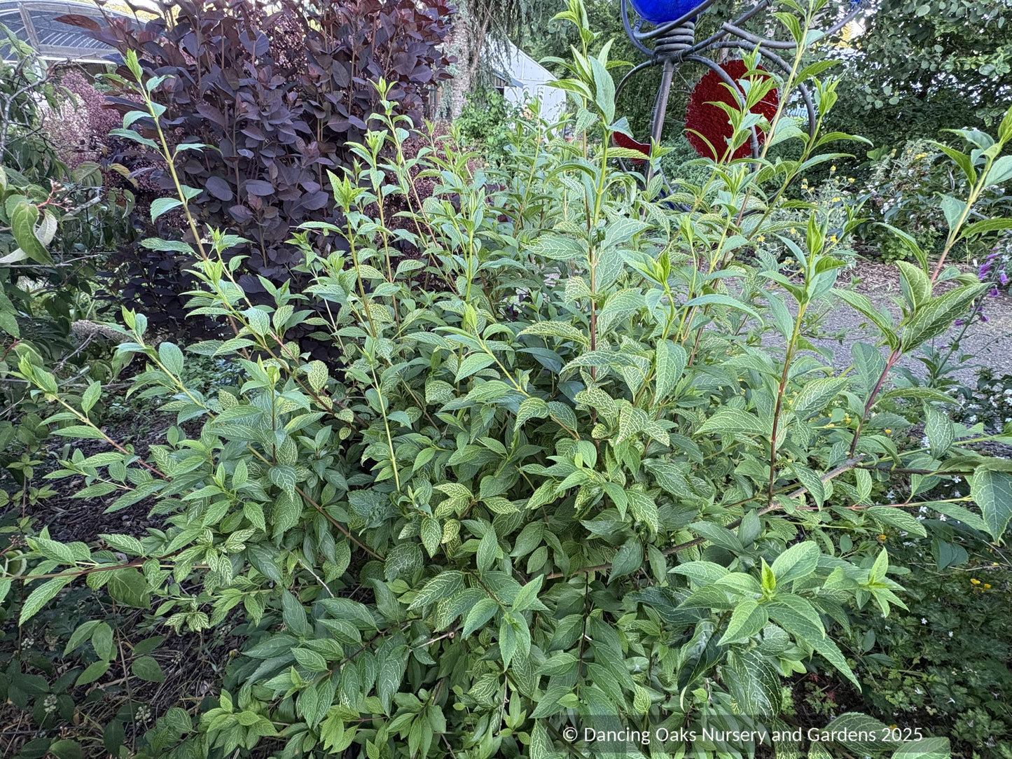 Forsythia koreana 'Kumson'