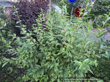 Forsythia koreana 'Kumson'