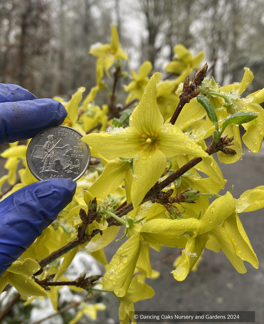 Shrubs ~ Forsythia suspensa 'Nymans', Weeping Forsythia ~ Dancing Oaks Nursery and Gardens ~ Retail Nursery ~ Mail Order Nursery